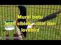 Download Lagu MURAI BATU ISIAN LOVEBIRD CIBLEK DAN CILILIN