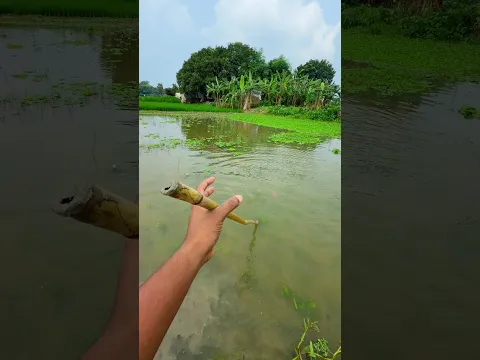 Village Best Amazing fishing #tetafishing #fishing #shorts