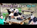 Download Lagu 엄마야 걱정하지마 루이바오 후이바오에게 좋은 일이 생길 거야  맹족죽 먹고 들어가는 아이바오