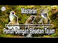 Lagu Masteran Best Kompilasi AMPUH!!! Suara Burung Kapas Tembak - Gamreja tarung - Cucak Jenggot
