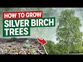 How to Germinate Silver Birch Seeds Betula pendula - UK Step-by-Step Guide