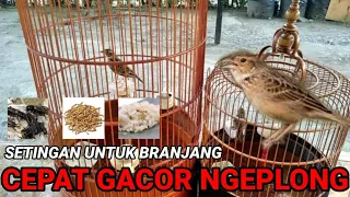 Download TIPS SUKSES AGAR BRANJANGAN CEPAT GACOR DAN NGEPLONG ( link pakan PENGGACOR di deskripsi 👇 ) MP3