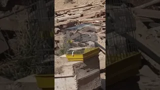 خلوي مغربي مشاء الله 