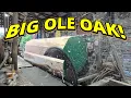Black oak or red oak 908