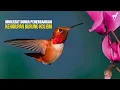 Download Lagu Burung Kolibri: Mukjizat Dunia Penerbangan, Hewan Mini dengan Teknologi Alami Super Canggih