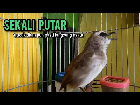 Download MP3 trucukan gacor ROPEL PANJANG buat pancingan trucukan agar bunyi JADIKAN burung trucuk gacor NYAUT