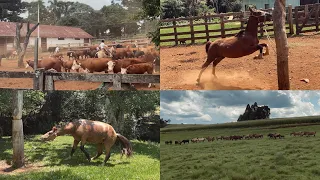Amanunciando Potros e Apartando Éguas