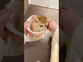 Download Lagu kitten cute #kitten #catshorts #cats #catvideos #wgitachi #gamtng #viralvideo #kucinglucu #kucing