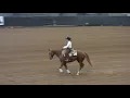 WSRHA Green as Grass reining