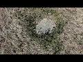 TOTAL MYSTERY GRAVE In less than 6 years this one had nearly disappeared entirely