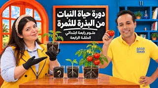 دورة حياة النبات من البذرة للثمرة l علوم رابعة ابتدائي l الحلقة الرابعة