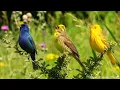 Peaceful Birdsong to Reduce Stress & Anxiety 🐦 Calming Nature Sounds for Inner Peace