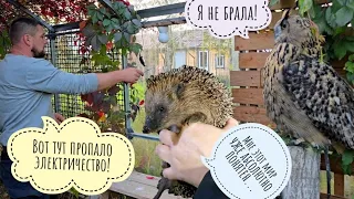 Ёж - птица гордая! У совы Ёлки пропало электричество, но Артём нашёл! Ежевика и яблоки за забором