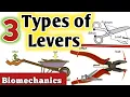 3 Types of first class class class lever