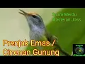 Suara Pancingan Burung Prenjak Emas / Cinenan Gunung Di Jamin Bunyi