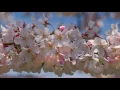 Robin Spielberg - Cherry Blossom