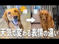 Download Lagu 【絶望】雨の日のお散歩はこの世の終わりな表情になる理由とは！？
