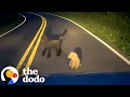 Woman Won t Give Up On Poodles Dumped Off A Highway The Dodo