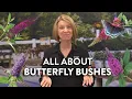 This Butterfly Bush Buddleia Is for You