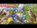 suara pikat semua burung ~kutilang kejepit vs bucil