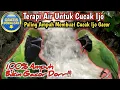 Download Lagu AMPUH MEMBUAT CUCAK IJO JADI GACOR - TERAPI AIR UNTUK BURUNG CUCAK IJO