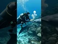 Download Lagu When a Dolphin Trusts a Diver… ❤️ #weirdaiworld #jessicaradcliffe #youtubeshorts #ai