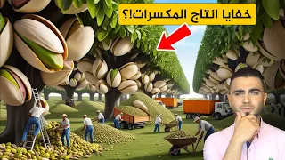 ما لا تعرفه عن انتاج المكسرات🤔الفستق الحلبي والكاجو وعين الجمل والبندق😍الصنوبر والجوز البرازيلي