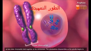 الانقسام الخلوي المتساوي 