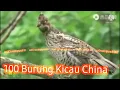 Lagu 100 JENIS BURUNG KICAU ASLI DARI HUTAN CHINA
