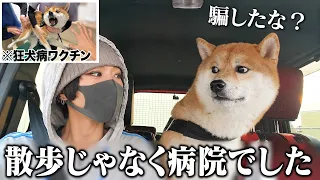 【ごめん...】愛犬を騙して病院に連れてきたらすごくお怒りになった柴犬こまちゃん