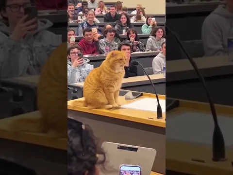 Let the purrfessor begin.