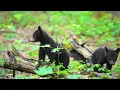 Great Smoky Mountains 4K – Black Bears, Waterfalls & Appalachian Wilderness