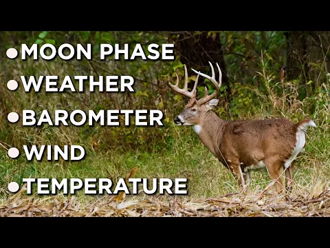 WHAT Conditions ACTUALLY Affect Deer Movement?!? | Moon Phase | Barometer | Weather