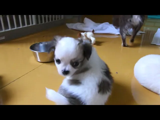 動画