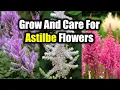 How To Grow And Care For Astilbe Flowers