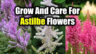 How To Grow And Care For Astilbe Flowers