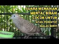 Perkutut Lokal Gacor Suara Super Kristal - Pancingan Malas Bunyi  (99%AMPUH BANGET)