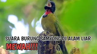 Download SUARA BURUNG SAMYONG DI ALAM LIAR \ MP3