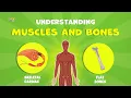 How Muscles and Bones Work Together Muscle Movement Explained for Kids