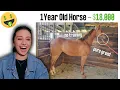 Craigslist Horse Ads ARE SO GREEDY