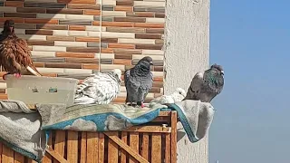 ازاي تطير حمام وينجم في السما وميركنش حتي لو حمام بلدي  تربيه الحمام دندنها