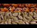 A Pumpkin s Life Cycle
