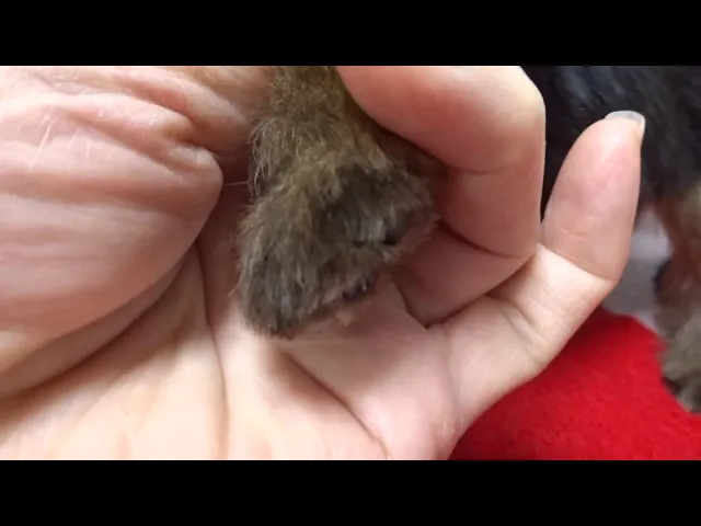 動画
