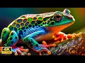 Download Lagu Frogs in 4K UHD: A Video for Relaxation and Exploration with Relaxing Music