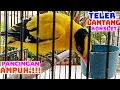 Download Lagu UNIK NGEROL LANTANG TAJAM !!! KEPODANG EMAS JANTAN GACOR BONGKAR ISIAN MEMBUAT LAWAN IKUT EMOSI