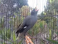 Download Lagu Suara burung jalak kebo gacor 