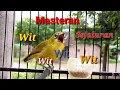 Download Lagu Masteran Pleci Nembak Sejalur Wit Wit Wit