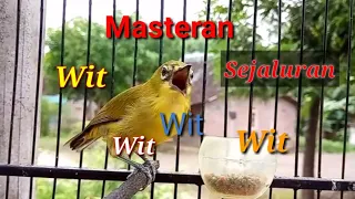 Download Masteran Pleci Nembak Sejalur Wit Wit Wit MP3