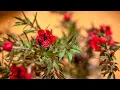 Elevation Worship, Chandler Moore & Chris Brown - Alleluia (Live) (Lyrics)