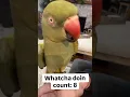 Download Lagu She’s the queen of kisses! 😘 #talkingbird #talkingparrot #kisses #birb #babyanimals #parrotvideo